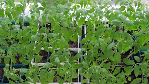 Tomato seedling stands on the windowsill. Video stock 107387514