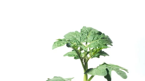 Tomato Seedling Time-lapse Stock Footage 63500960
