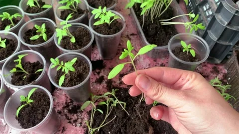 Tomato seedling transplanting process. Young seedlings of tomatoes Stock Footage 184084296