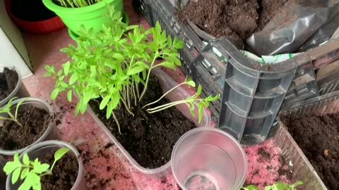 Tomato seedling transplanting process. Young seedling of vegetable transplant Stock Footage 184084785
