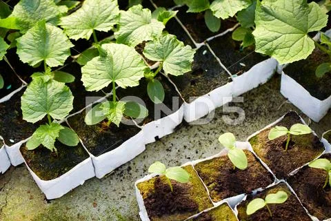 Tomato seedlings, background Stock Photos