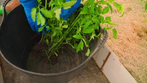 Tomato seedlings being placed into large bucket slow motion 스톡 동영상 340752735
