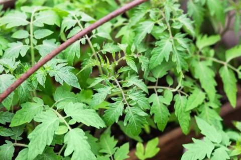 Tomato seedlings in a box Stock Photos