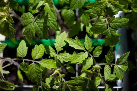 Tomato seedlings in boxes under sunlight. Horticulture. Plant Care Stock Photos