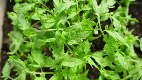 Tomato seedlings close-up, top view. Smooth camera movement Stock Footage 309113724