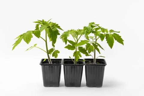 Tomato seedlings in cups Stock Photos