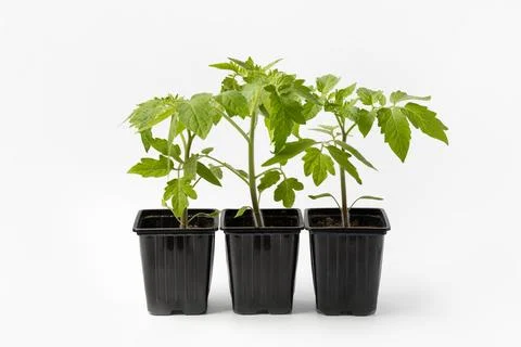 Tomato seedlings in cups Stock Photos