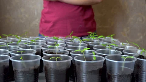 Tomato seedlings in cups on the table and a happy woman in a hat 4K Stock Footage 106105542