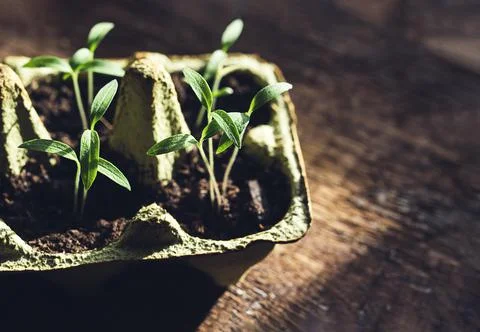 Tomato seedlings in egg box Stock Photos