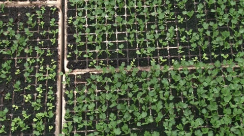 Tomato seedlings Stock-Footage 37042783