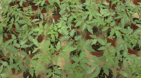 Tomato seedlings Stock Footage 39665229