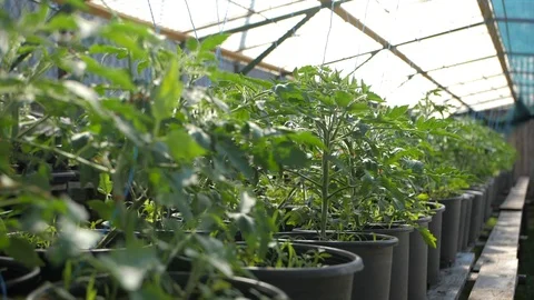 Tomato seedlings Stock Footage 126776394
