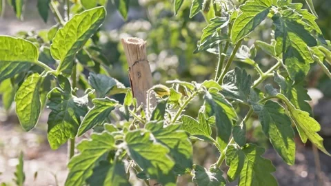 Tomato Seedlings Stock Footage 196592235