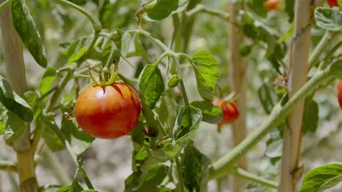 Tomato Seedlings Stock Footage 201743351