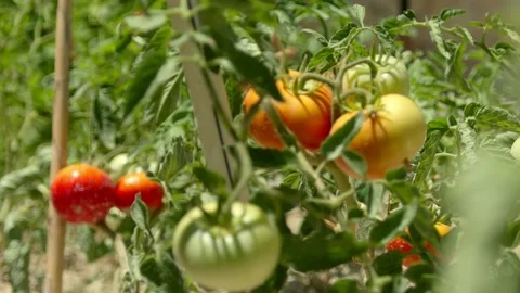 Tomato Seedlings Stock Footage 201743401