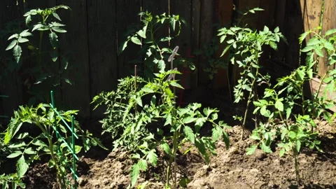 Tomato seedlings in the garden Stockbeeldmateriaal 337666247