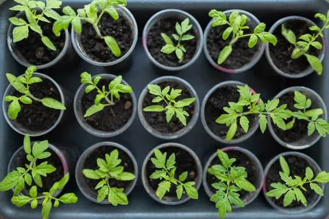Tomato seedlings growing in a plastic multitray on a sunny windowsill. Foto stock