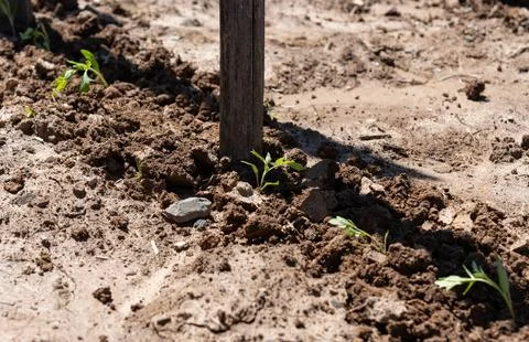 Tomato Seedlings with Manually Placed Bamboo Support Stake in Fertile Himac.. Stock Photos