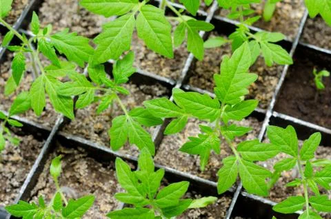 Tomato seedlings Stock Photos