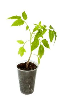 Tomato seedlings Stock Photos
