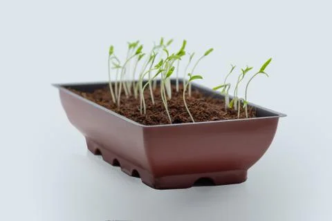 Tomato seedlings Foto stock