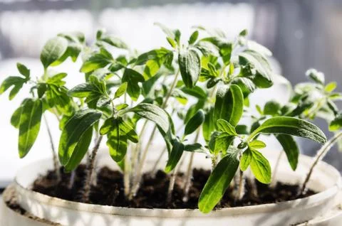 Tomato seedlings Stock Photos