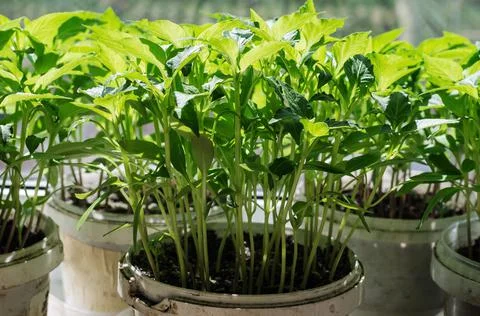 Tomato seedlings Stock Photos