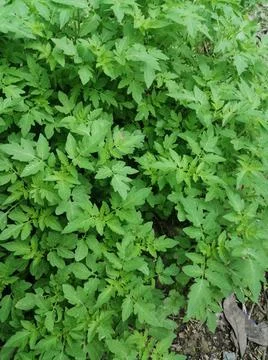 Tomato seedlings Photos