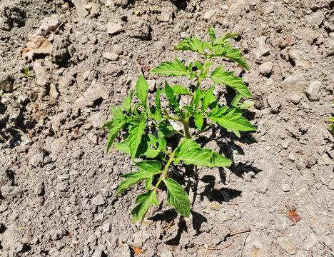 Tomato seedlings. Stock Photos