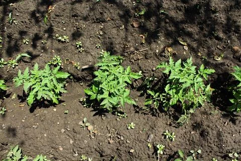 Tomato seedlings Foto stock