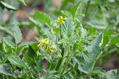 Tomato seedlings Stock Photos