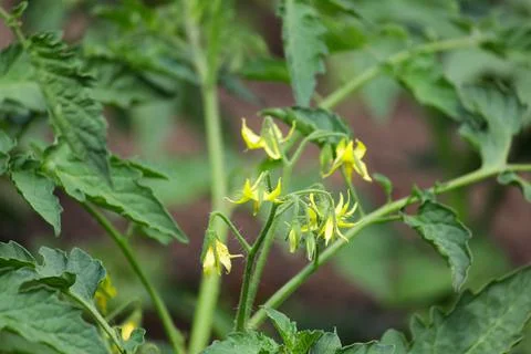 Tomato seedlings Foto stock