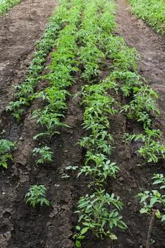 Tomato seedlings Stock Photos
