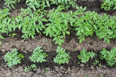Tomato seedlings Stock Photos