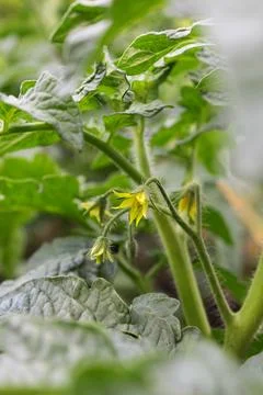 Tomato seedlings Foto stock