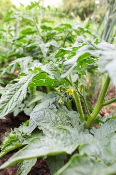 Tomato seedlings Stock Photos