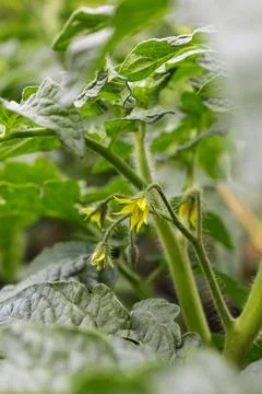 Tomato seedlings Stock Photos