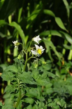 Tomato seedlings Stock Photos