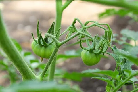 Tomato seedlings Stock Photos