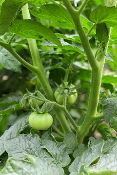 Tomato seedlings Stock Photos
