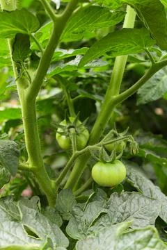 Tomato seedlings Stock Photos