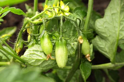 Tomato seedlings Stock Photos