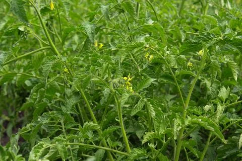 Tomato seedlings Stock Photos