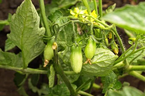 Tomato seedlings Stock Photos