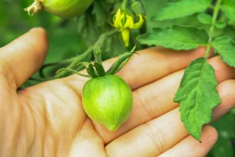 Tomato seedlings Stock Photos
