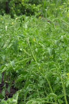 Tomato seedlings Stock Photos