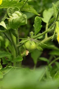 Tomato seedlings Stock Photos