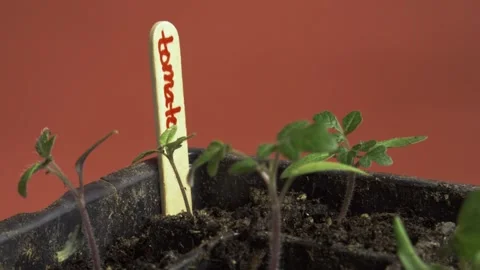 Tomato Seedlings on a Plain Background Stock Footage 276703984