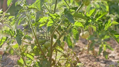 Tomato seedlings planted in open ground. Stock Footage 196440503