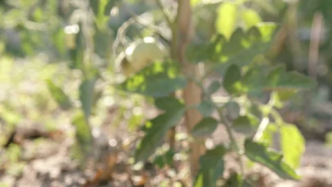 Tomato seedlings planted in open ground. Stock Footage 196591419